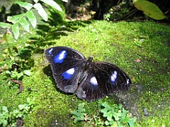 021 Butterfly Sanctuary